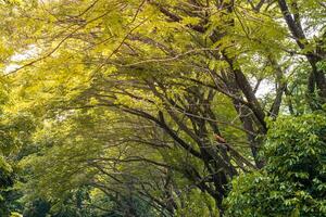 Close up of a group of green leaves, providing a textured and abstract nature background. Rich foliage textures, exotic greenery, and botanical patterns photo