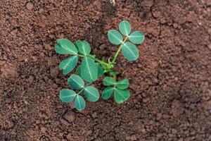small plants that have just grown in a garden during the summer. small plants with new green leaves that have just grown photo