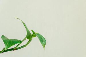 beautiful green leaves on a white background with shadows in a pot. Minimalist concept. Scandinavian style room interior. Close up view photo