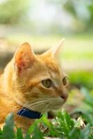 orange cat wearing a collar playing in the park with green grass and some small trees in the background. taken very close with a blurred background photo