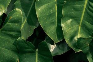 Close up of a group of green leaves, providing a textured and abstract nature background. Rich foliage textures, exotic greenery, and botanical patterns photo