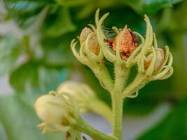 close up of buds of jasmine flowers that haven't bloomed yet with blurred background photo