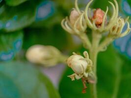 close up of buds of jasmine flowers that haven't bloomed yet with blurred background photo