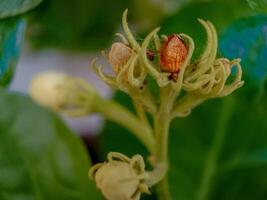 close up of buds of jasmine flowers that haven't bloomed yet with blurred background photo
