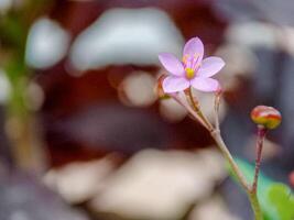 Talinum paniculatum is used as a flowering ornamental plant and is also used as a stamina-enhancing medicinal plant,Talinum paniculatum flowers or Javanese cabbage as an ornamental plant photo