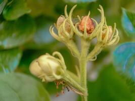 close up of buds of jasmine flowers that haven't bloomed yet with blurred background photo