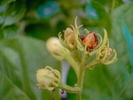 close up of buds of jasmine flowers that haven't bloomed yet with blurred background photo