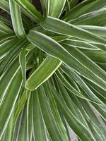 A beautiful green leaf tree photo