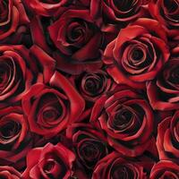 A beautiful bunch of vibrant red roses set against a black background photo