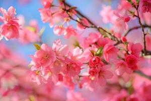A detailed close up view of pink flowers blooming on a tree branch photo