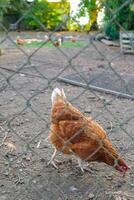 Brown chicken behind a wire fence in a rural farm setting. Vertical photo