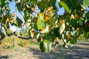 Pear leaves with Gymnosporangium sabinae is a species of rust fungus in the subdivision Pucciniomycotina. Known as pear rust, European pear rust, or pear trellis rust. Problem in gardening photo