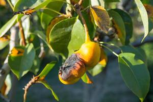 Rust on pear leaves. European pear rust is a fungal disease of pear trees photo