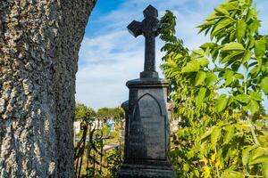 An old marble cross from 1919, with an old tree that has grown into the fence. photo