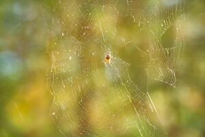 A web with a close-up of a spider in the forest of Ukraine. Blurred background. photo