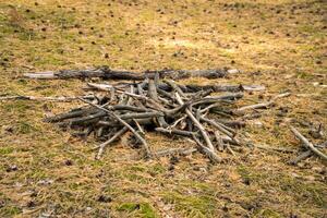 Burning piles of dry branches in plots, in addition to environmental pollution, photo
