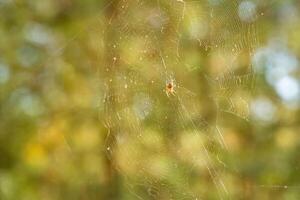 A web with a close-up of a spider in the forest of Ukraine. Blurred background. photo