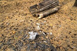 Plastic bottles and trash littering a forest floor with green foliage. photo