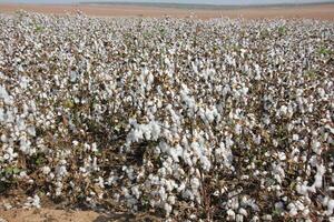 white cotton grows in a collective farm field photo