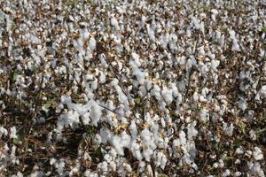 white cotton grows in a collective farm field photo