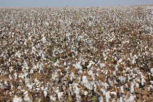 white cotton grows in a collective farm field photo