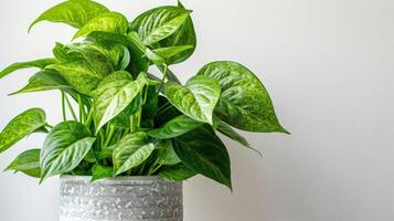 A lush green plant in a simple concrete pot placed on a light colored surface in a bright setting photo