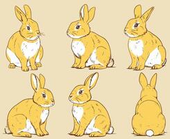 A cute simple rabbit with different angles. Nursery illustration. vector
