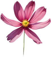 Large Star-Shaped Flower with Vibrant Pink Hues. . png