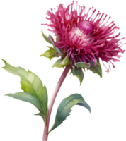 Decorative Watercolor Globe Amaranth Flower in Bloom. . png