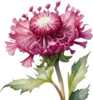 Watercolor Globe Amaranth in Bloom with Pink Petals. . png