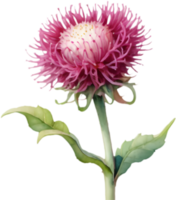 Beautiful Deep Pink Globe Amaranth in Bloom. . png