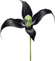 Fascinating Features of Black Bat Flower Uncovered. . png