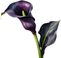 Deep Black Calla Lily for Elegant Displays. . png