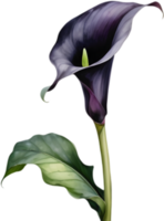 Dark and Elegant Calla Lily Flower Arrangement. . png