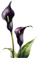 Unique Black Calla Lily for Stunning Arrangements. . png