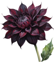 Captivating Black Dahlia, Unique Petal Structure. . png