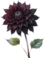 Black Jack Dahlia, Rich Color and Texture. . png