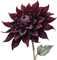 Striking Black Dahlia, Unique Flower Display. . png