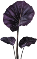 Dark-Colored Black Magic Leaves Art. . png