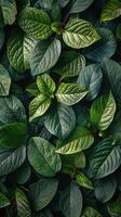 Lush green leaves in sunlight creating a vibrant natural backdrop in a serene garden photo