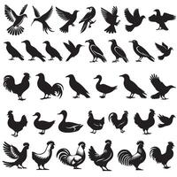 A collection of different birds and fowl silhouettes. vector