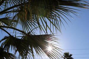 The sun's rays break through the dense foliage of the tree. photo