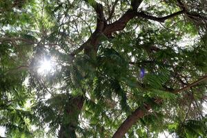 The sun's rays break through the dense foliage of the tree. photo