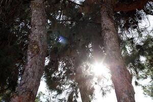 The sun's rays break through the dense foliage of the tree. photo