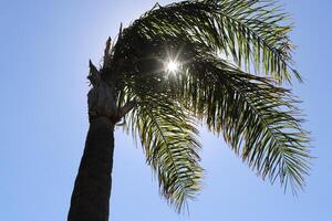 The sun's rays break through the dense foliage of the tree. photo