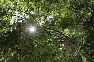 The sun's rays break through the dense foliage of the tree. photo