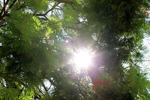 The sun's rays break through the dense foliage of the tree. photo