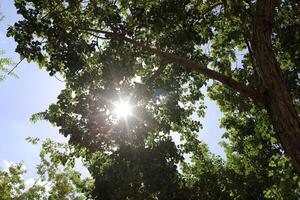 The sun's rays break through the dense foliage of the tree. photo