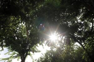 The sun's rays break through the dense foliage of the tree. photo