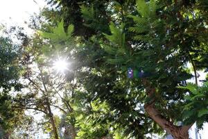 The sun's rays break through the dense foliage of the tree. photo